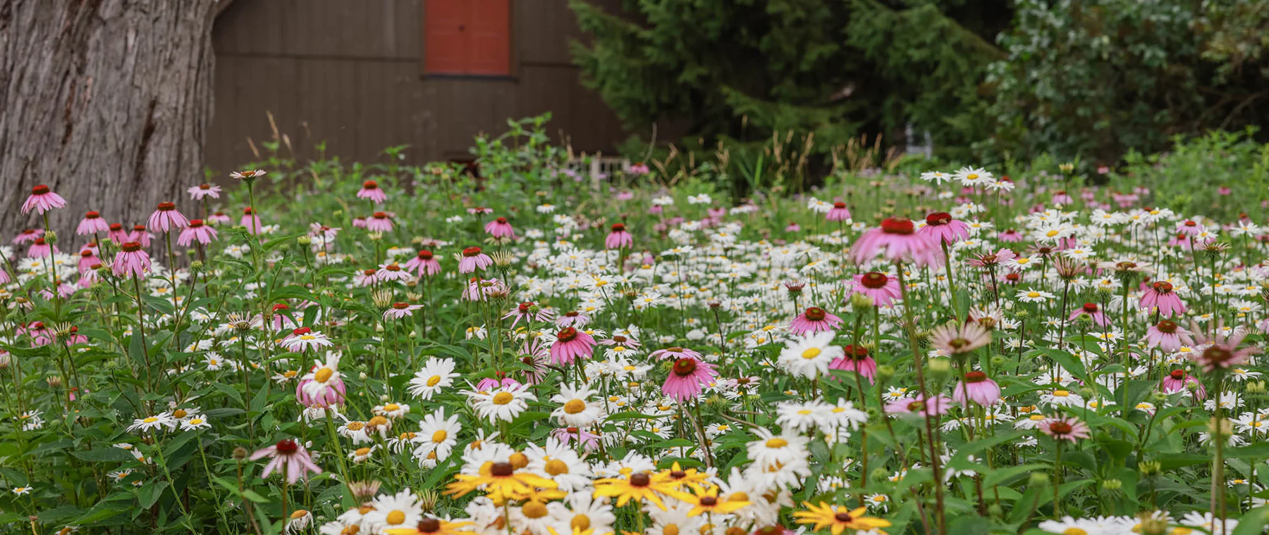 Cultivate Your Dream Garden Today