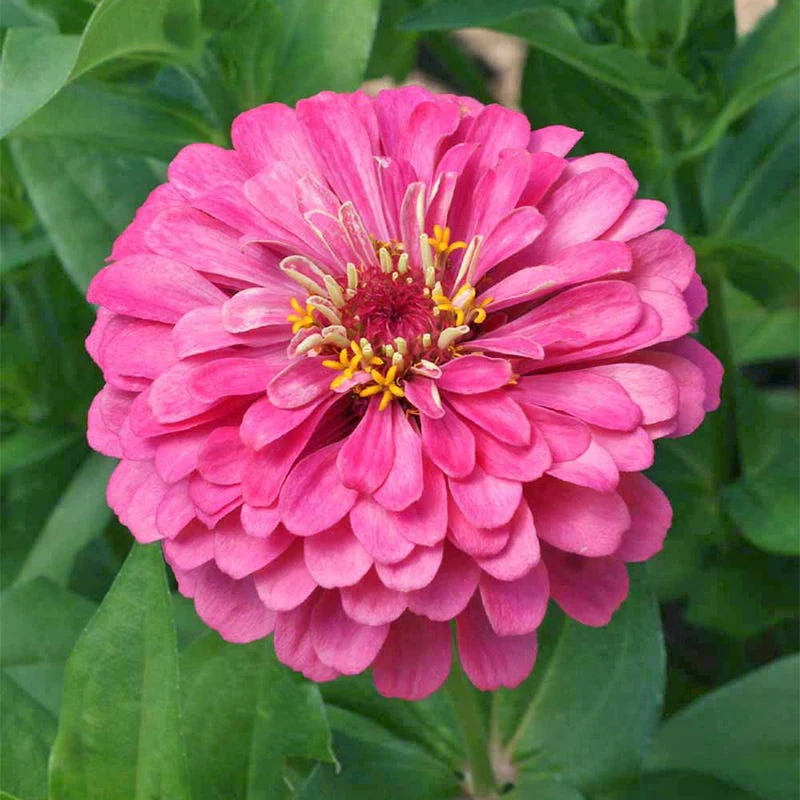 All Things Grow With Love Seed Packet - Image 3