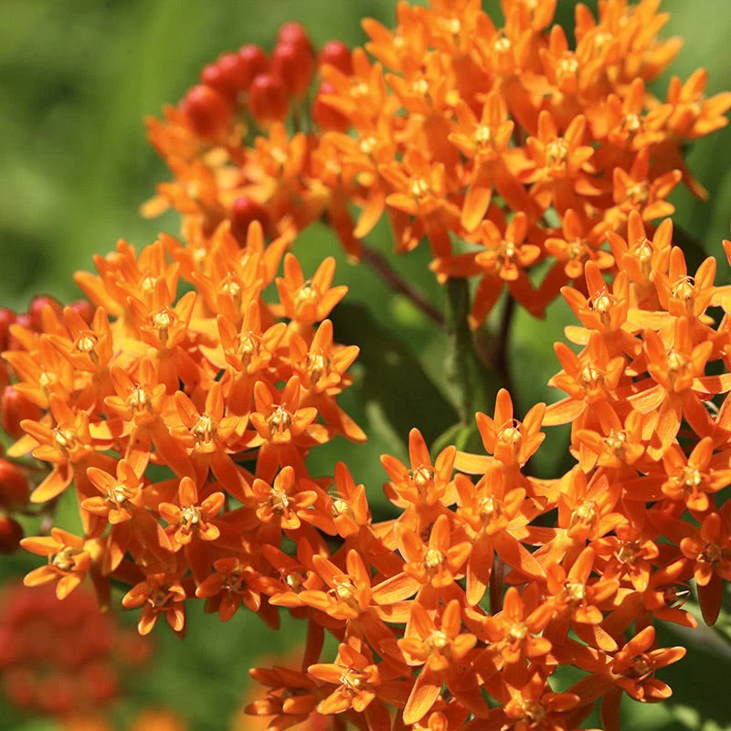 Butterfly Weed Seeds - Image 8