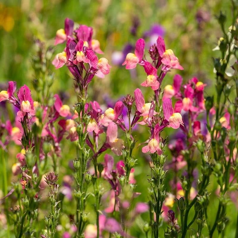 Baby Snapdragon Seeds