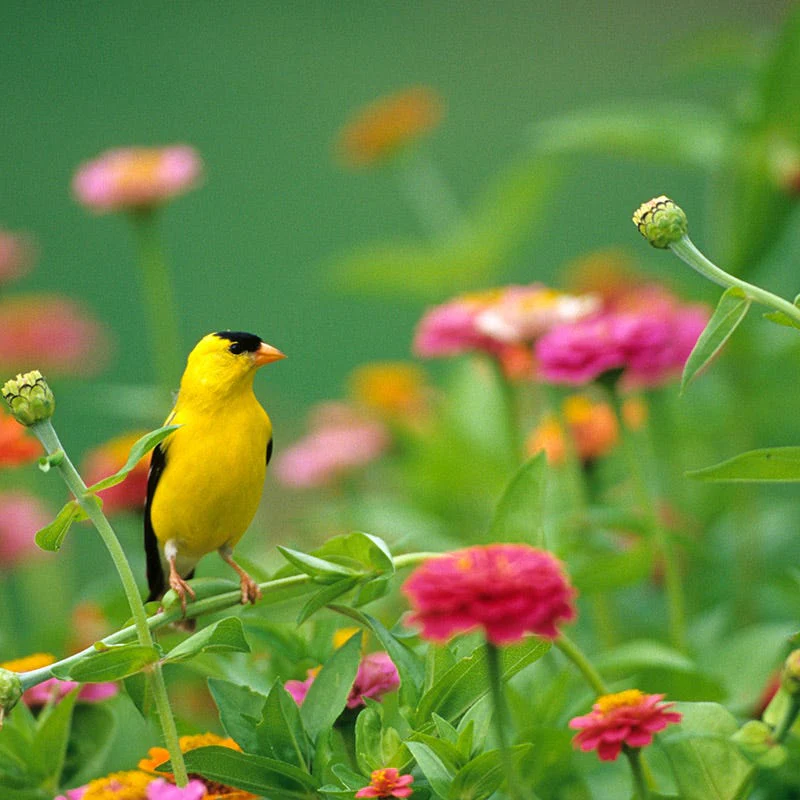 Backyard Birding Wildflower Seed Mix - Image 5