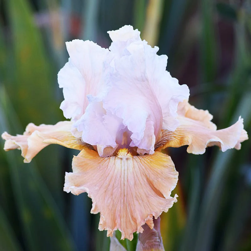 Champagne Elegance Reblooming Bearded Iris