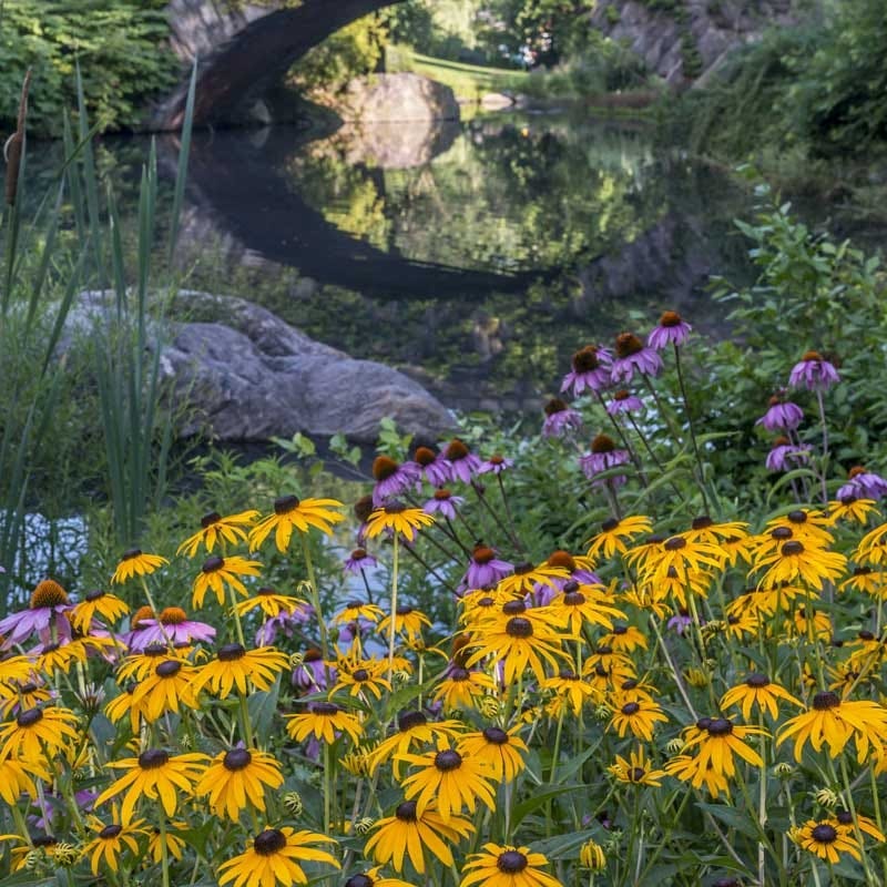 Black Eyed Susan & Purple Coneflower Seed Combo - Image 3