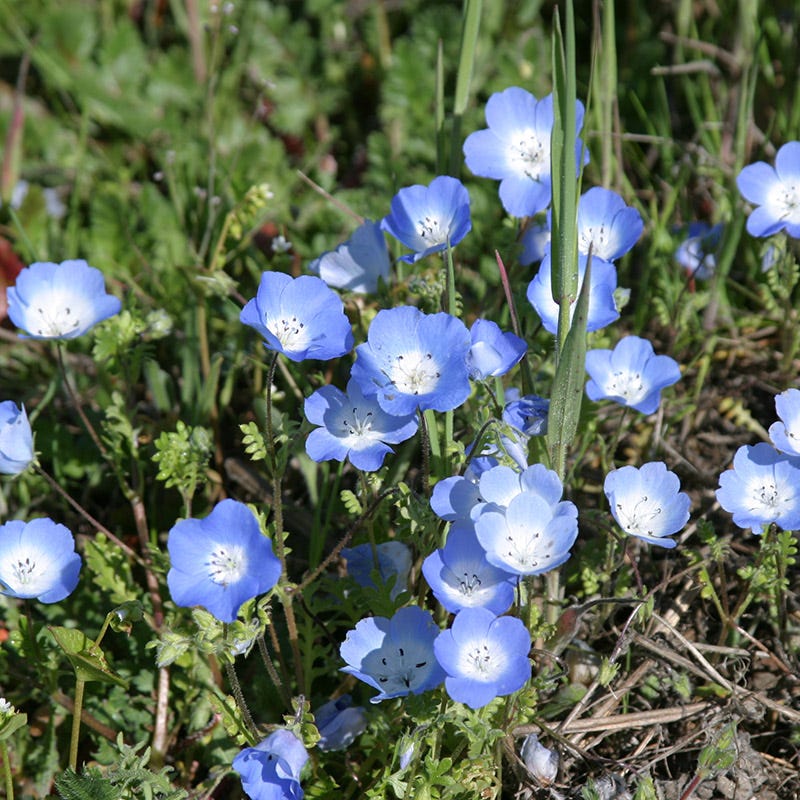 Blue Wildflower Seed Mix - Image 3