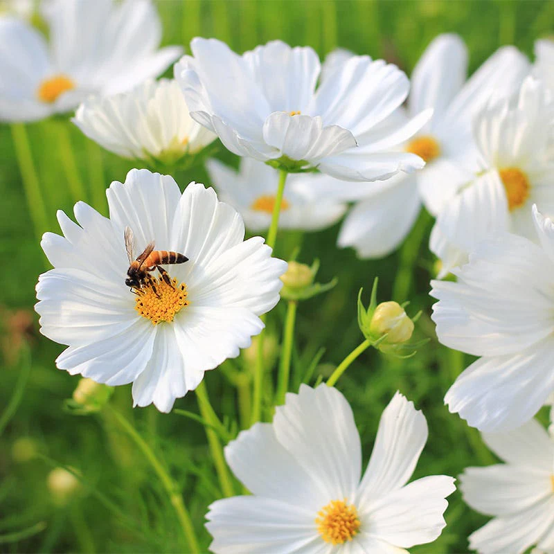 Purity Cosmos Seeds