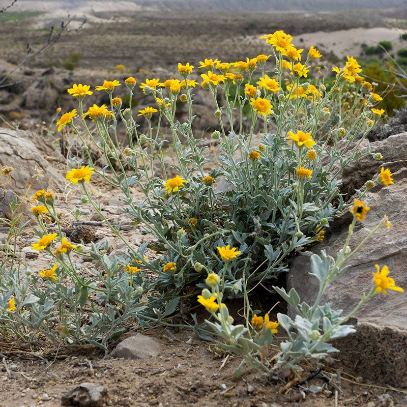 Desert Marigold Seeds
