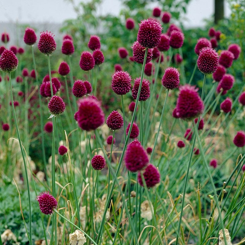 Drumstick Allium - Image 3