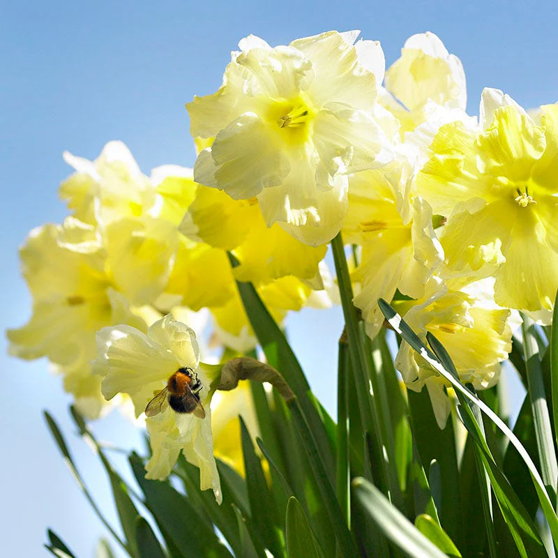 Cassata Daffodil