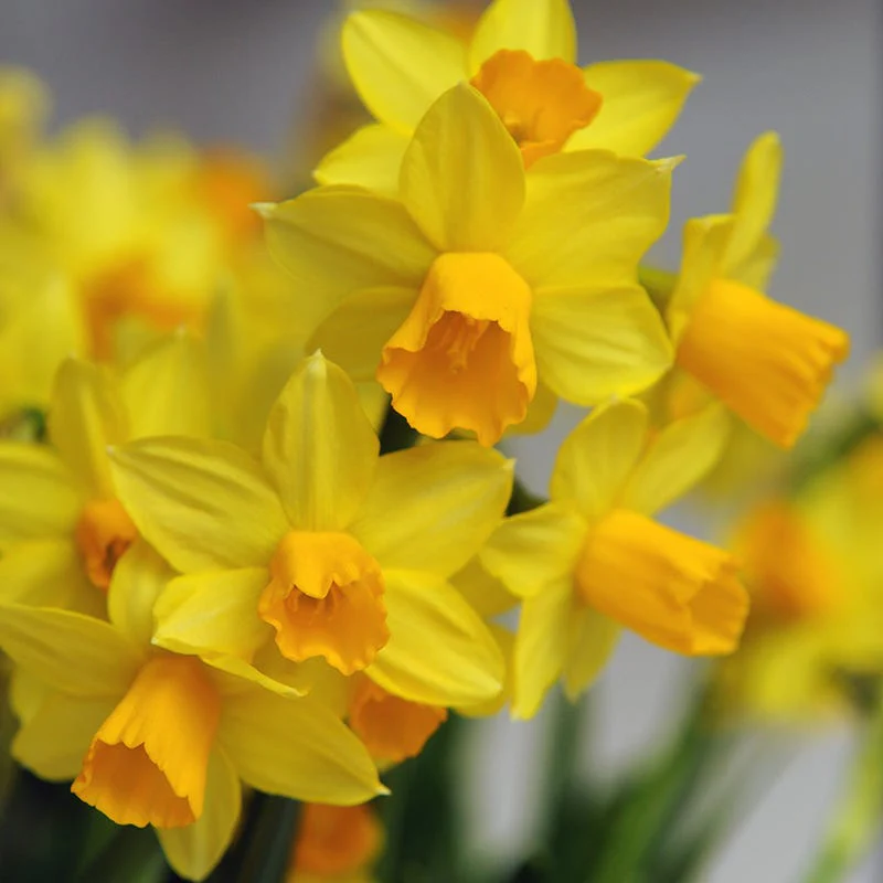 Sunshine Naturalizing Bulb Collection - Image 5