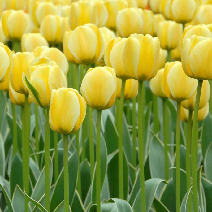 Jaap Groot Darwin Tulip - Image 3