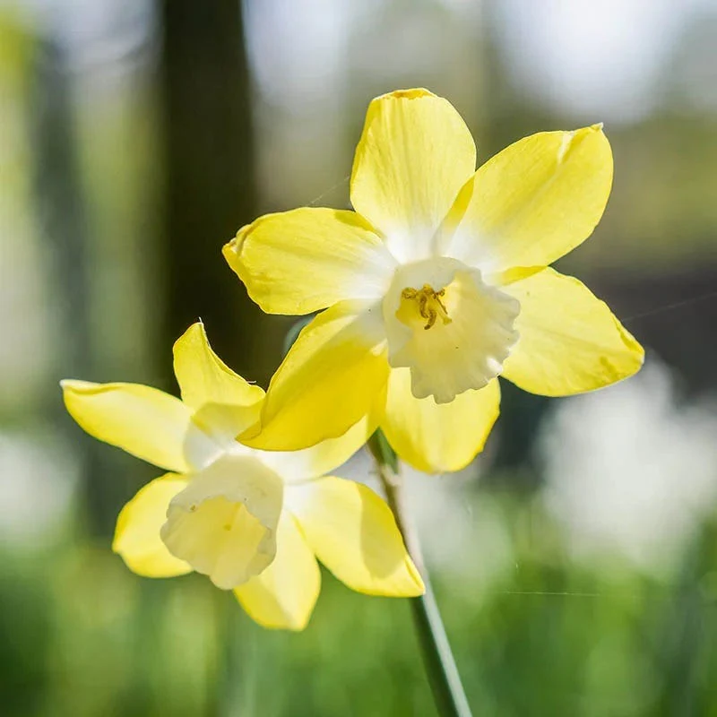 Sunshine Naturalizing Bulb Collection - Image 3