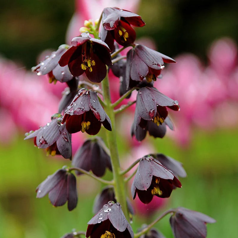 Persian Lily