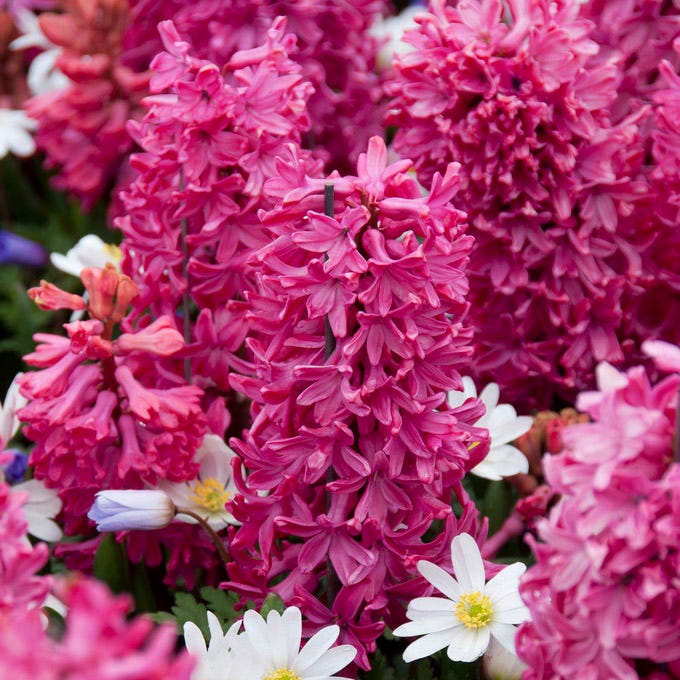 Jan Bos Hyacinth