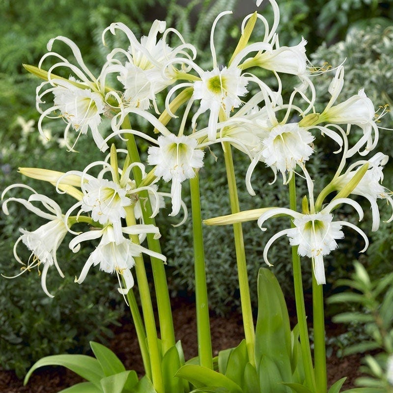 Peruvian Daffodil