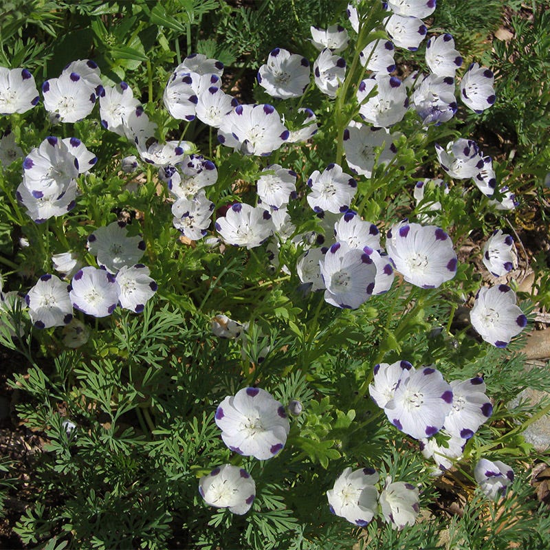 Five Spot Seeds