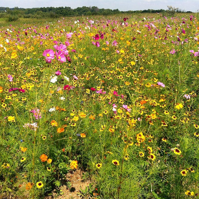 Indiana Select Wildflower Seed Mix - Image 2
