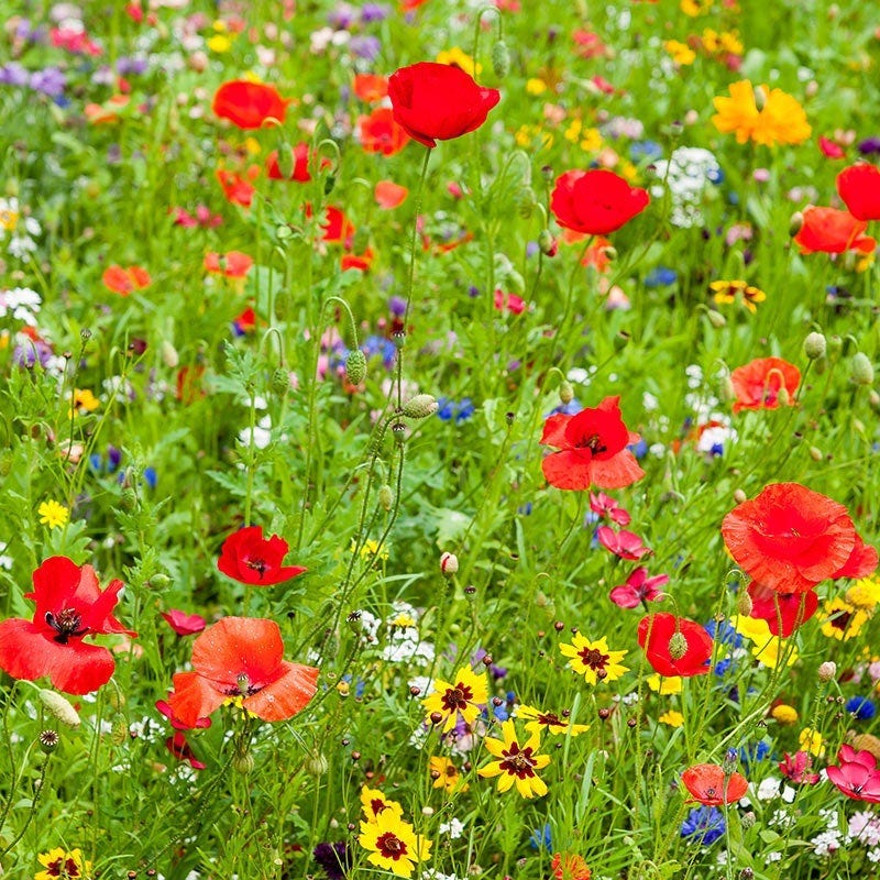 Kentucky Select Wildflower Seed Mix - Image 2
