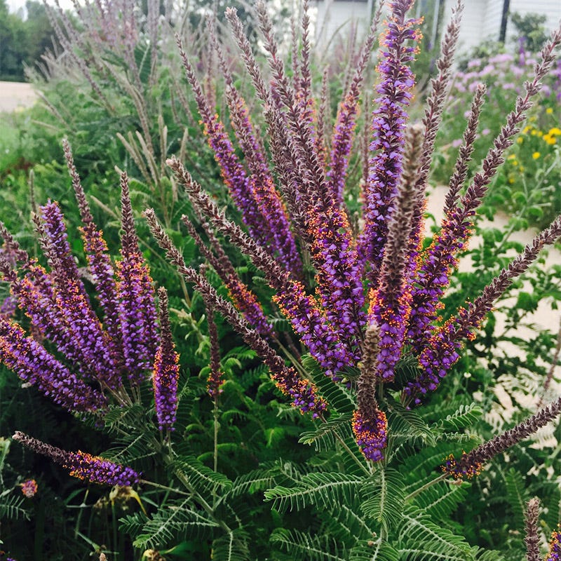 Lead Plant Seeds