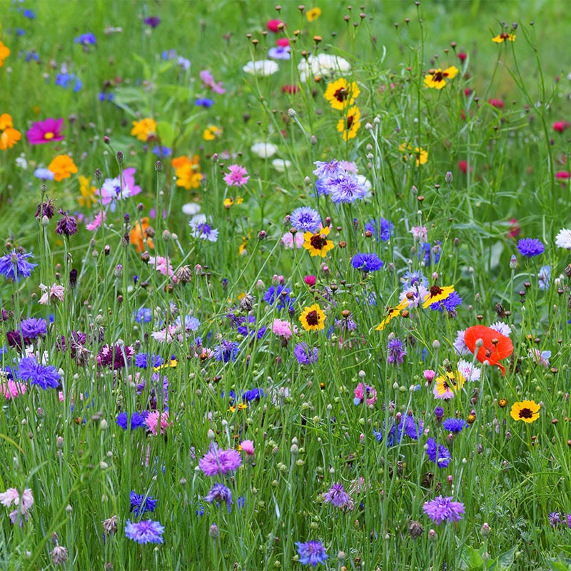 Love Seed Packet - Image 3
