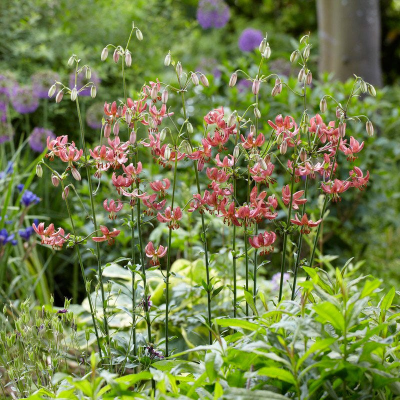 Manitoba Morning Martagon Lily - Image 3