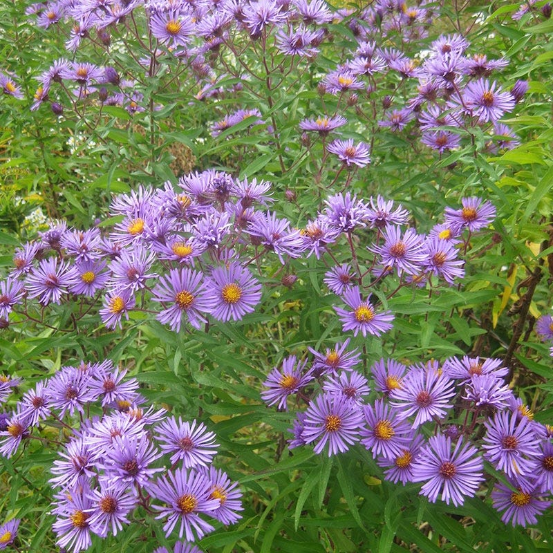 New England Aster Seeds - Image 4