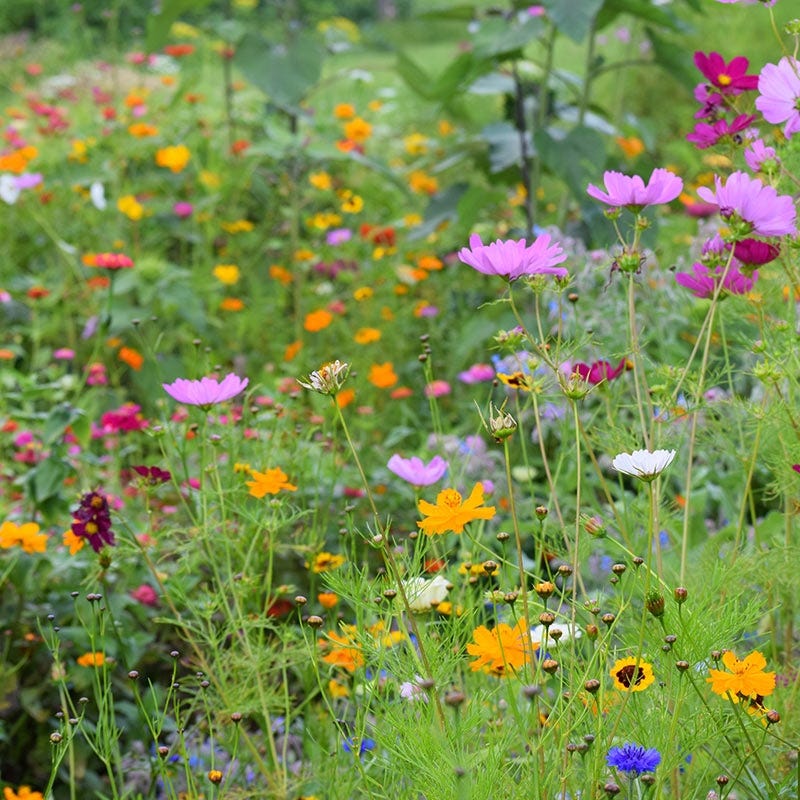 Bestselling Wildflower Seeds