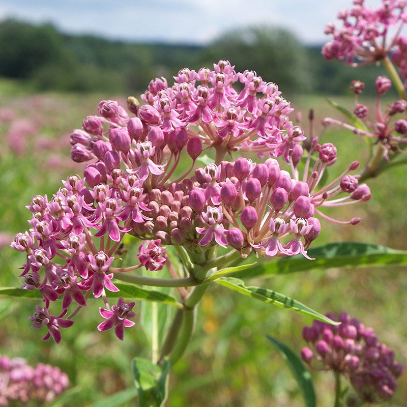 Swamp Milkweed - Image 2