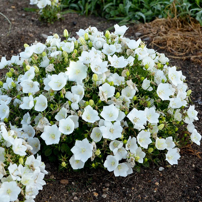 Rapido White Bellflower