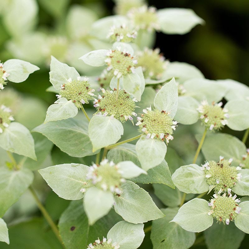 Blunt Mountain Mint