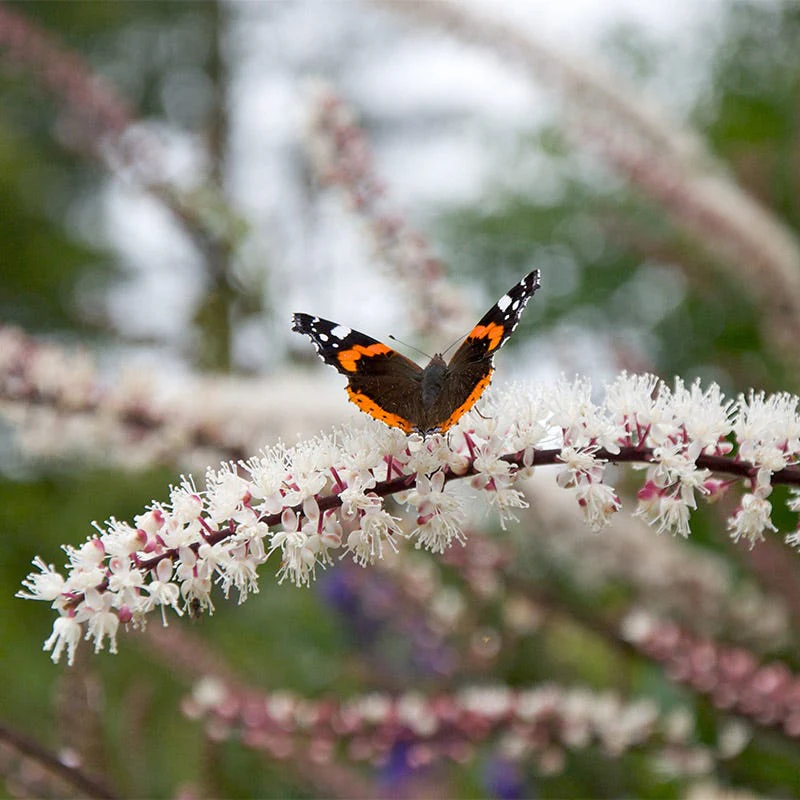 Black Bugbane