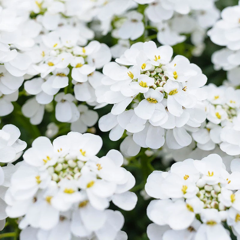 Alexander's White Candy Tuft