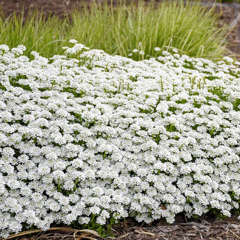 Alexander's White Candy Tuft - Image 2
