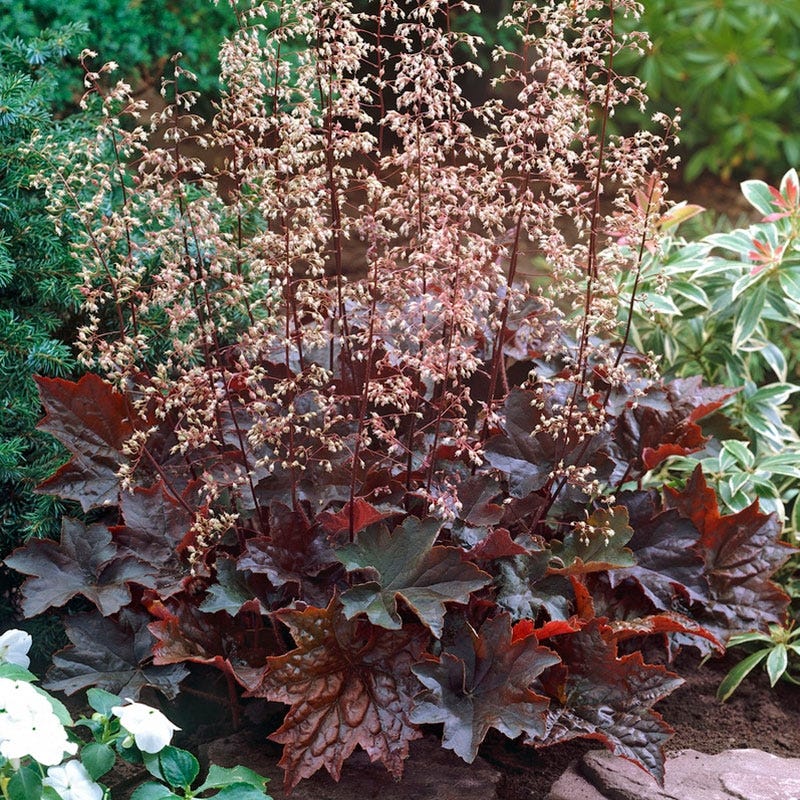 Stormy Shade Low Grow Plant Collection - Image 5