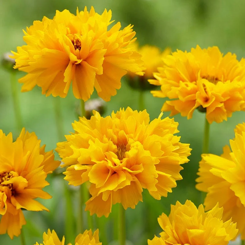 Early Sunrise Coreopsis - Image 2