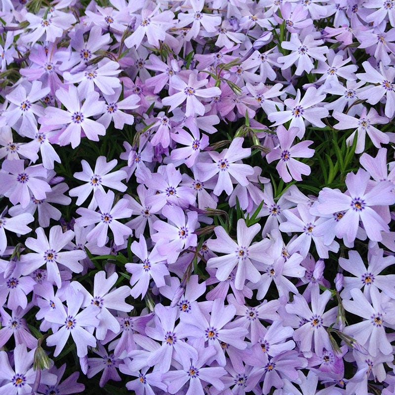 Emerald Blue Creeping Phlox