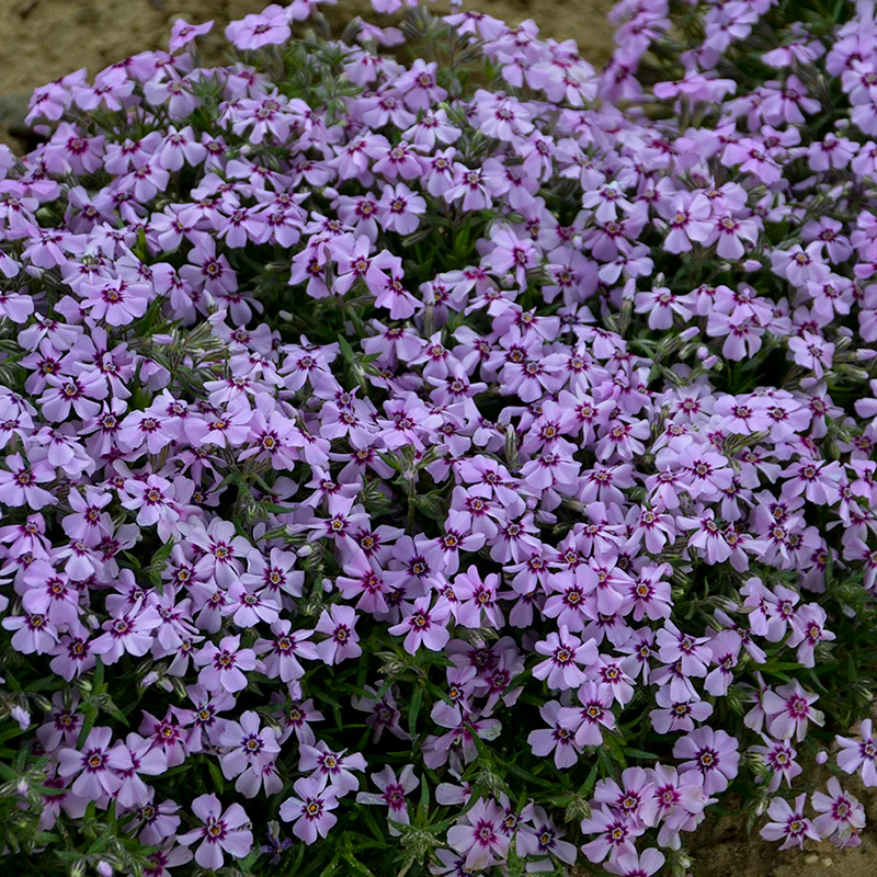 Eye Candy Creeping Phlox