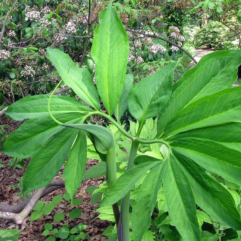 Green Dragon