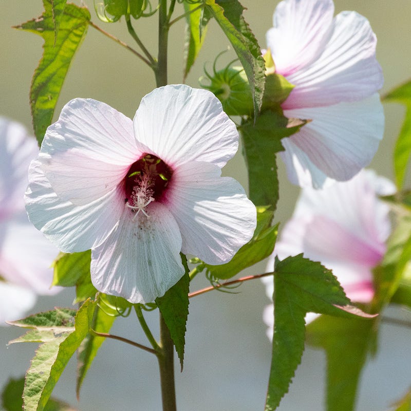 Halberdleaf Hibiscus