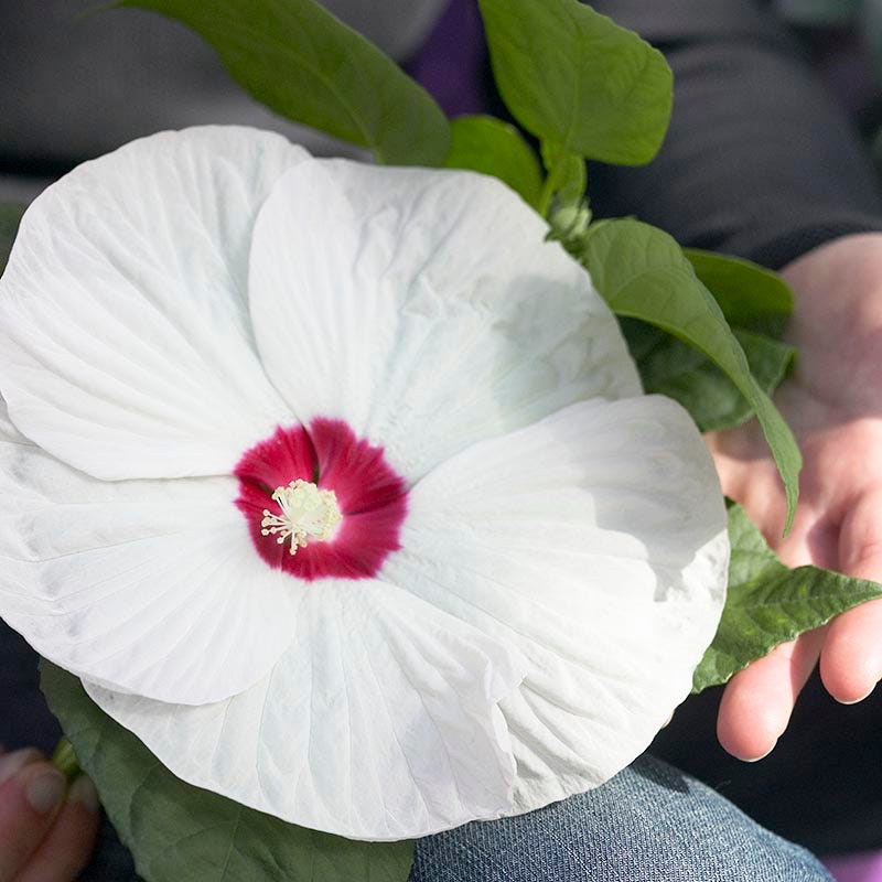 Luna™ White Hibiscus - Image 4