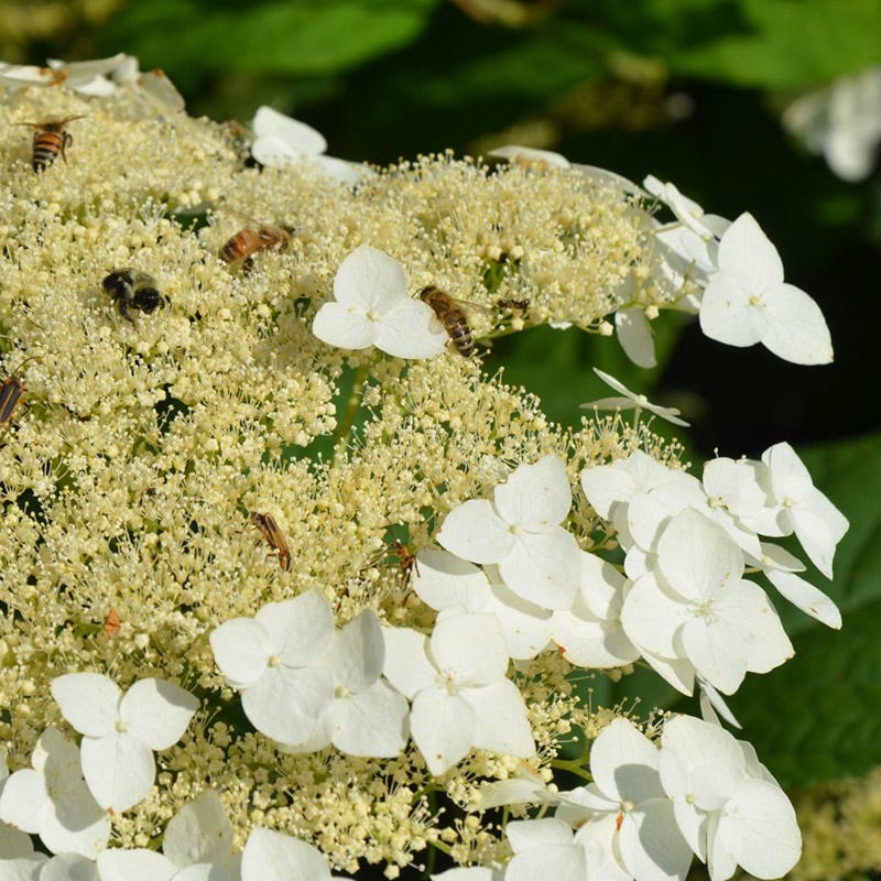 Haas Halo Hydrangea