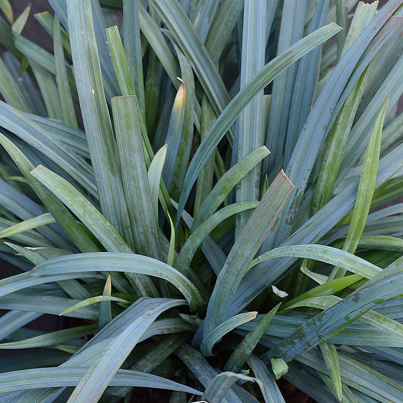 Bunny Blue® Sedge - Image 2