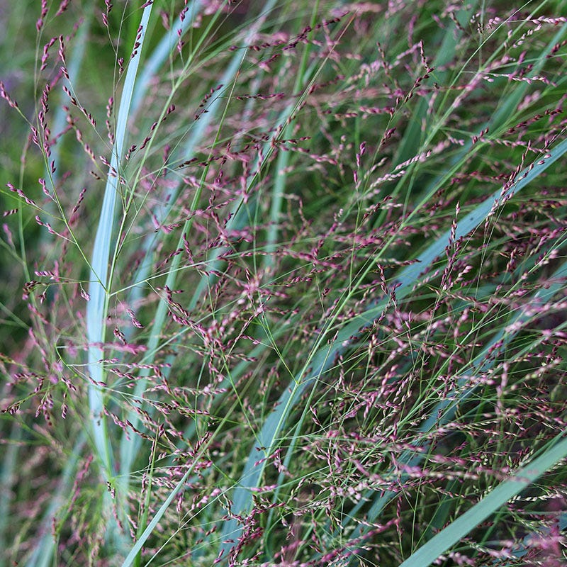 Prairie Dog Switchgrass