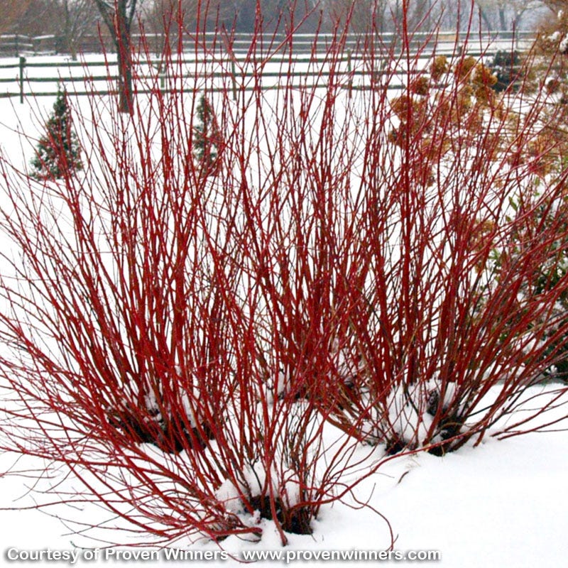 Arctic Fire® Dogwood