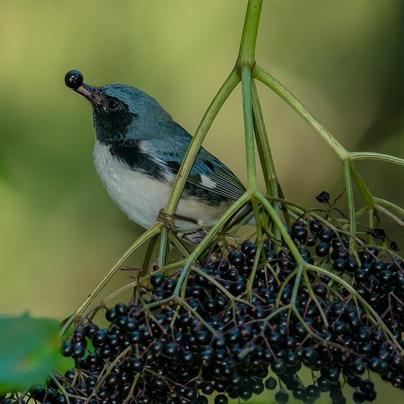Johns Elderberry