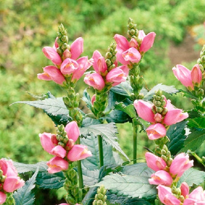 Rosea Turtlehead
