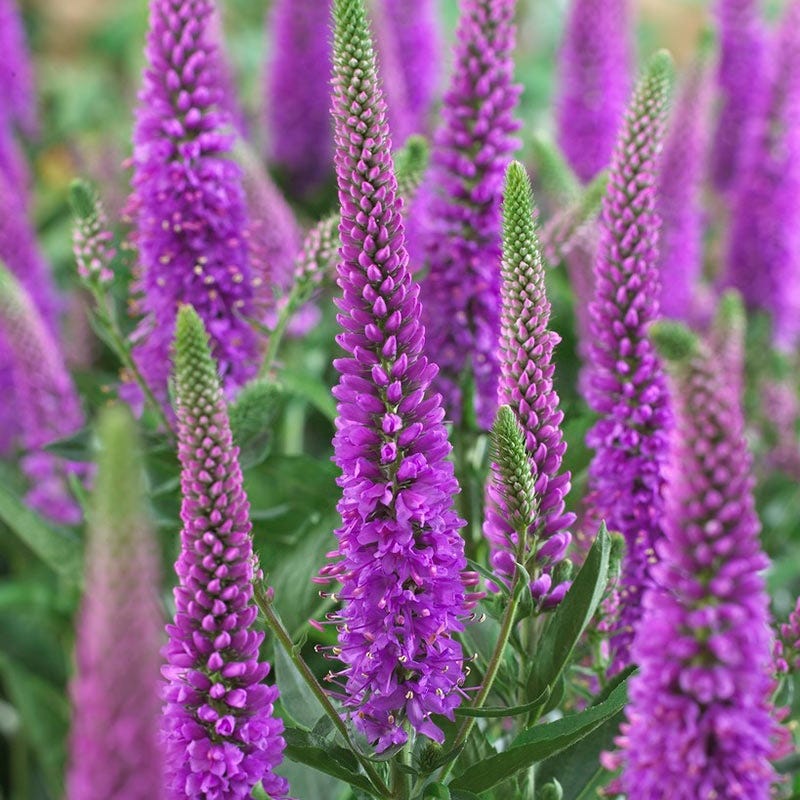 Purpleicious Veronica