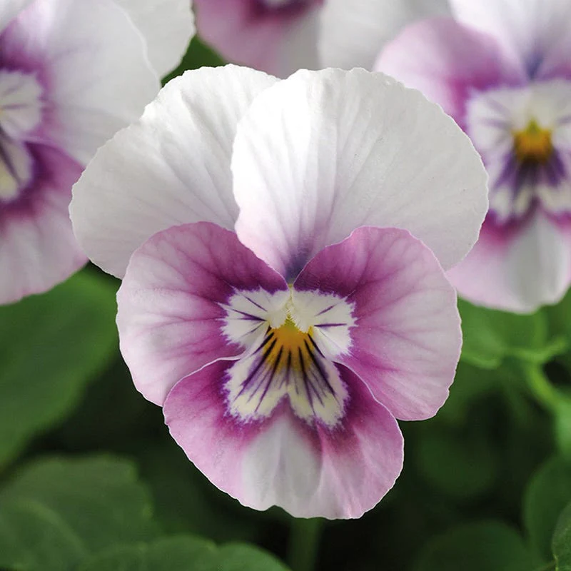Sorbet® XP Pink Halo Viola