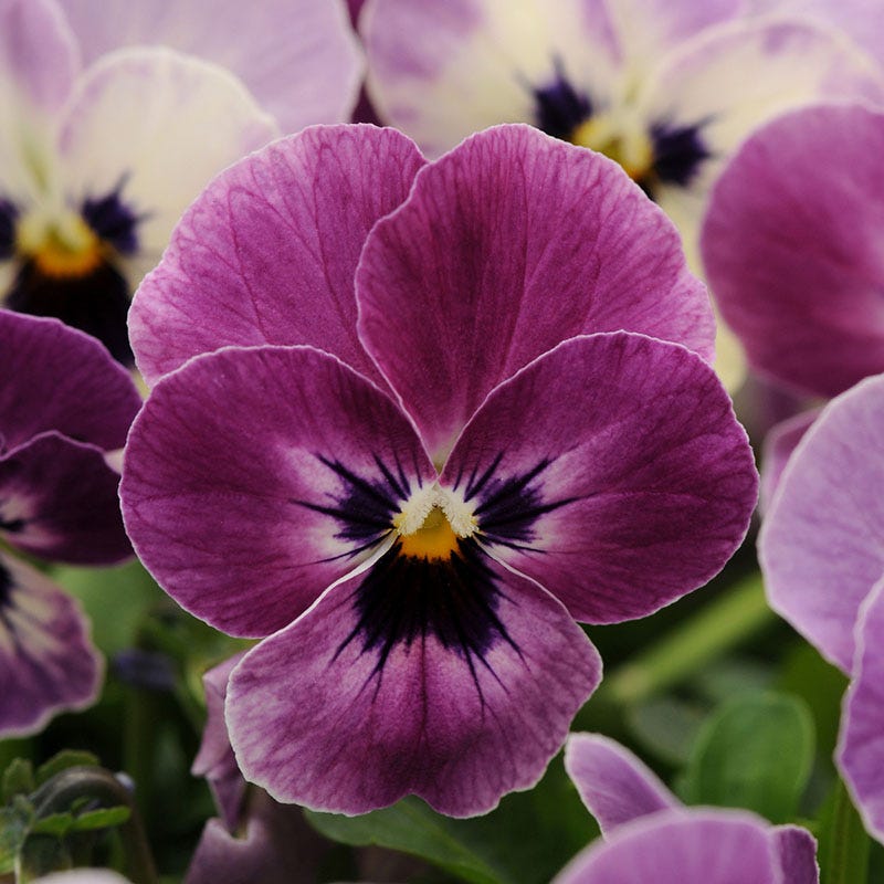 Sorbet® XP Raspberry Viola