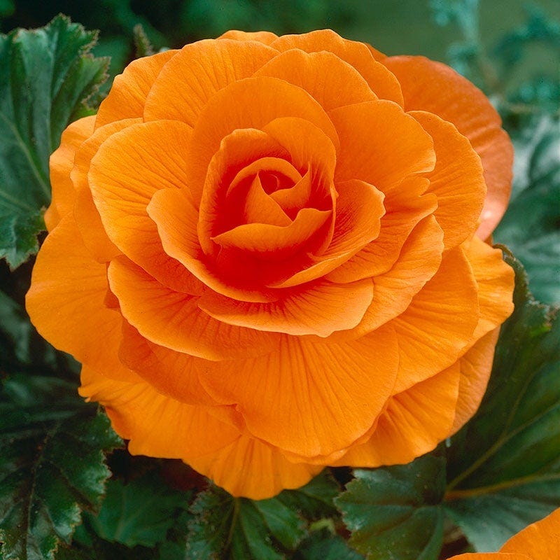 Shade Porch Hummingbird Begonia Collection - Image 3