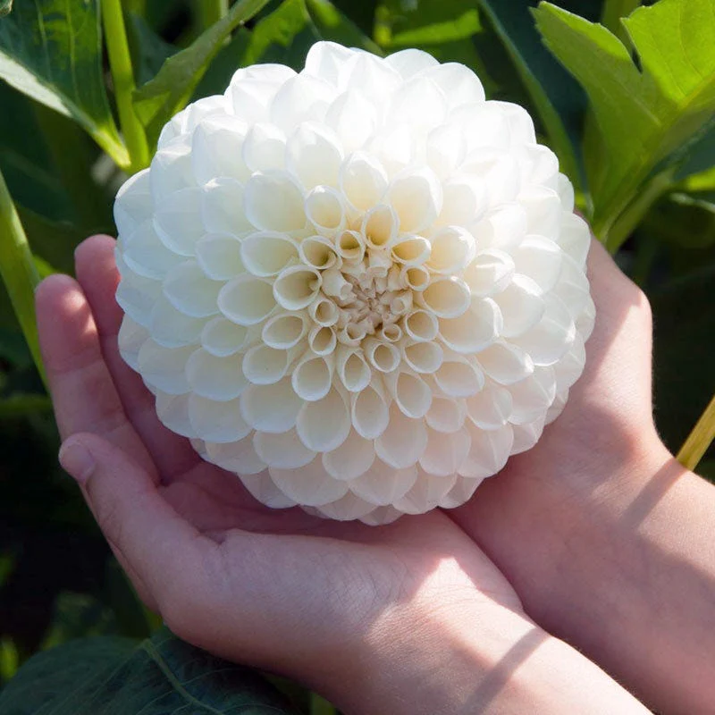 Boom Boom White Ball Dahlia - Image 2